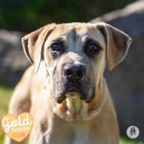 Thumbnail photo of Oak #1