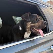 Thumbnail photo of Buddy #1