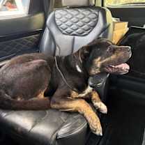 Thumbnail photo of Buddy #2