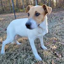 Thumbnail photo of Skylark  #1