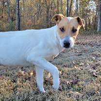 Thumbnail photo of Skylark  #2