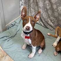 Thumbnail photo of Cedar #1