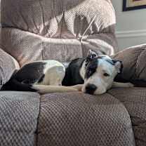 Thumbnail photo of Rose #1