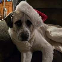 Thumbnail photo of Bo #1