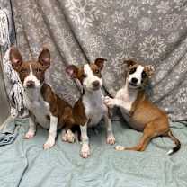 Thumbnail photo of Cedar #2