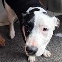 Thumbnail photo of Rose #2