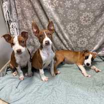 Thumbnail photo of Cedar #3