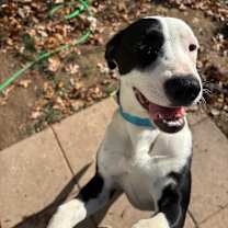 Thumbnail photo of Rose #4