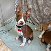 Thumbnail photo of Cedar #4