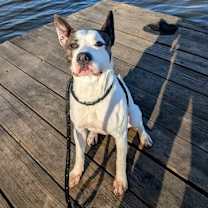 Thumbnail photo of Panda #1