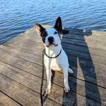 Thumbnail photo of Panda #2