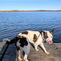 Thumbnail photo of Panda #3