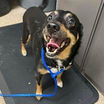 Thumbnail photo of Brookie #2