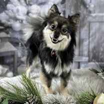 Thumbnail photo of Lady #1