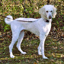 Thumbnail photo of MILLIE #2