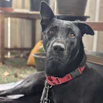 Thumbnail photo of *LAYLA #2