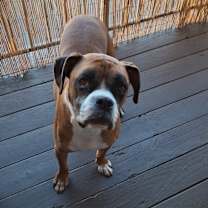 Thumbnail photo of Bear #3