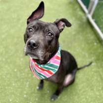 Thumbnail photo of Skye #1