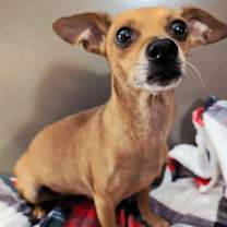 Thumbnail photo of BELLA #4