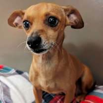 Thumbnail photo of BELLA #3