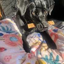 Thumbnail photo of Indie #1