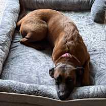 Thumbnail photo of Ruby #1