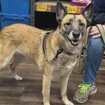 Thumbnail photo of Nova #3