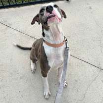 Thumbnail photo of Dollar #2