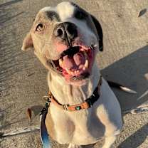 Thumbnail photo of Dollar #4