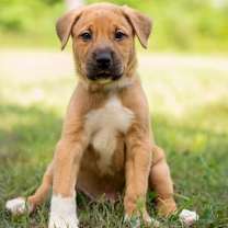 Thumbnail photo of Boots #1