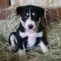 Thumbnail photo of Shasta #3