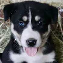 Thumbnail photo of Shasta #1