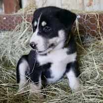 Thumbnail photo of Shasta #2