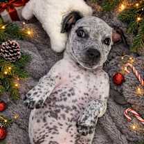 Thumbnail photo of Toad #1