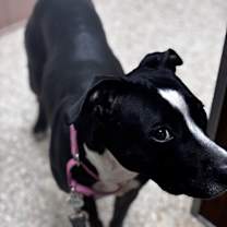 Thumbnail photo of stormie #2