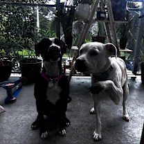 Thumbnail photo of stormie #4