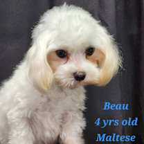 Thumbnail photo of Beau #2