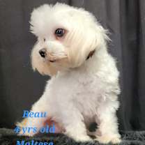 Thumbnail photo of Beau #4