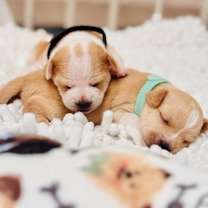 Thumbnail photo of Bruno #4