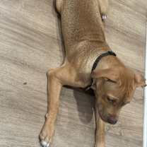 Thumbnail photo of Bella #2