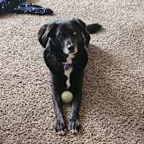 Thumbnail photo of Arrow #1