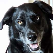 Thumbnail photo of Arrow #2