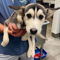 Thumbnail photo of Athena #2