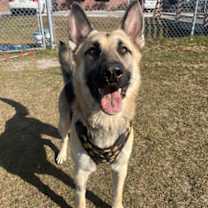 Thumbnail photo of Shelby #1