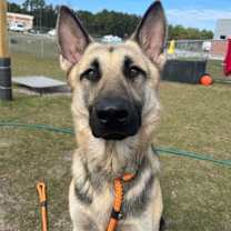 Thumbnail photo of Shelby #3