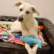 Thumbnail photo of Geronimo #1