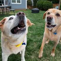 Thumbnail photo of Daisy #2