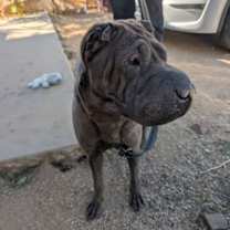 Thumbnail photo of Darlene #2