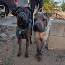 Thumbnail photo of Darlene #3