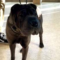 Thumbnail photo of Darlene #4